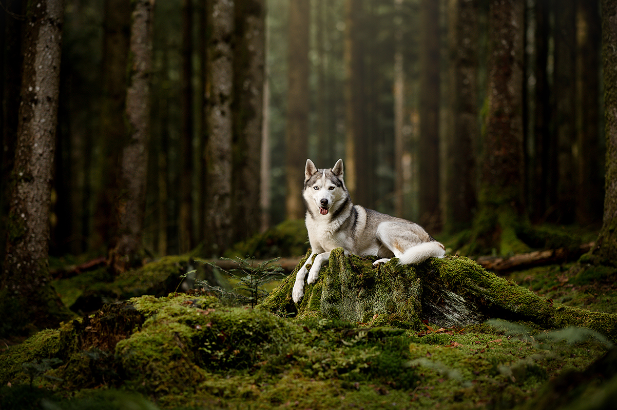 Hundefoto_lilli-roggli_8032 web